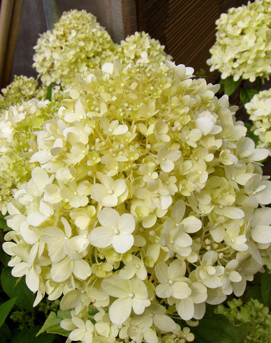 Hortensie paniculate Limelight - pe tulpină