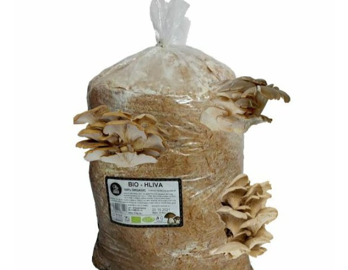 BIO pleurotus , substrat gata inoculat, sac 15l