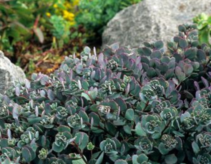 Stonecrop Cauticola Lidakense