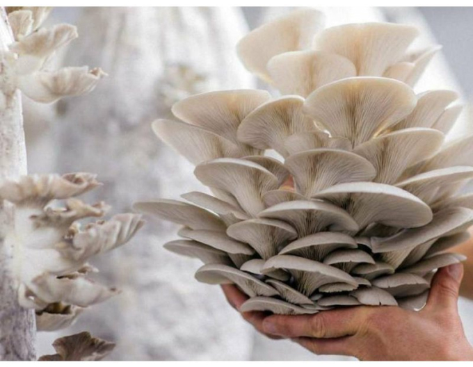 BIO pleurotus , substrat gata inoculat, sac 15l