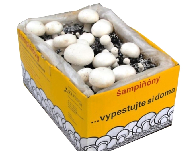 Miceliu de champignon 6,5 l