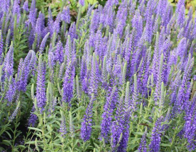 Veronica "Blauteppich"