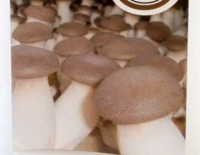 Miceliu de pleurotus  regal 270ml