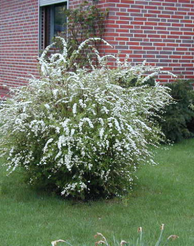 Spiraea cinerea ´Grefsheim´