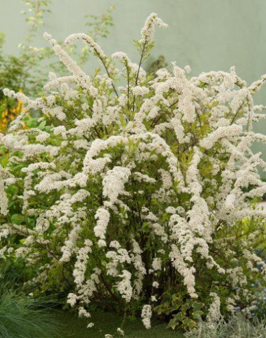 Spiraea cinerea ´Grefsheim´