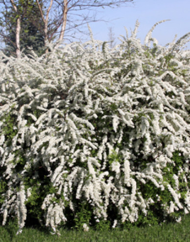 Spiraea cinerea ´Grefsheim´