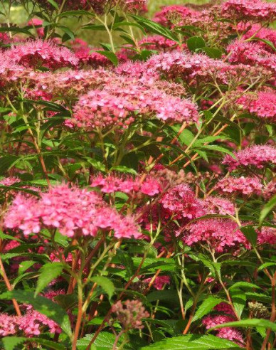 Spiraea japonica  ´Dart´s Red´