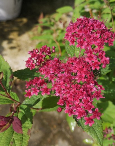 Spiraea japonica  ´Dart´s Red´