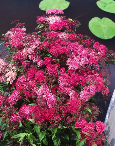 Spiraea japonica  ´Dart´s Red´