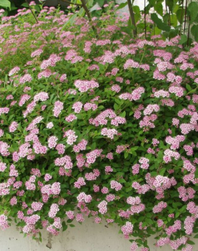 Spiraea japonica ´Little Princess´ 2l