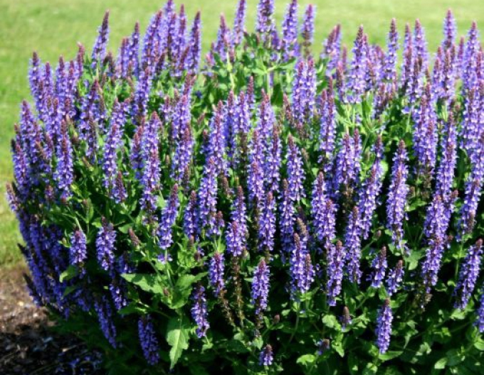Salvia "Blauhügel