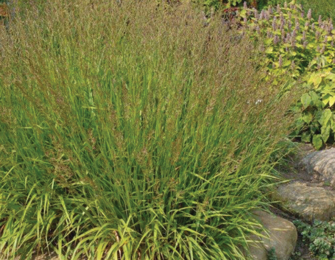 Molinia Cheju-do