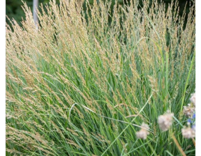 Molinia Cheju-do