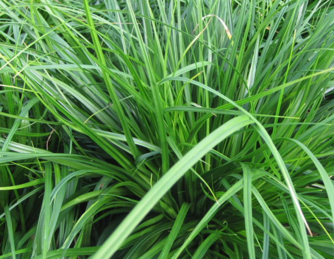 Rogoz japonez ´Evergreen
