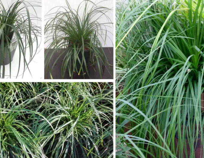Rogoz japonez ´Evergreen