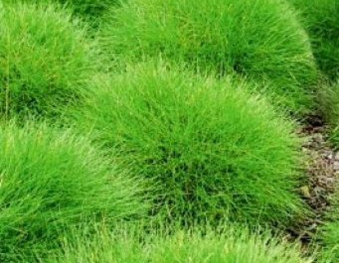 Herba ursului ´Pic Carlit´