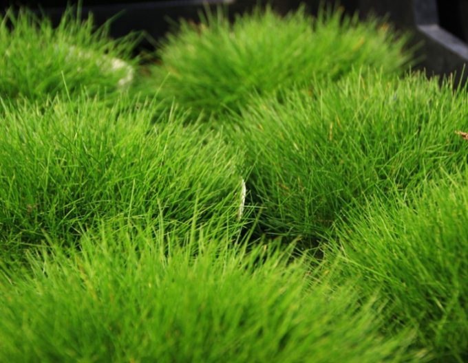 Herba ursului ´Pic Carlit´