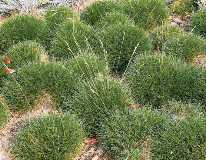 Herba ursului ´Pic Carlit´