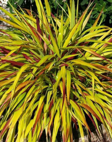 Hakonechloa macra ´Beni Kaze´