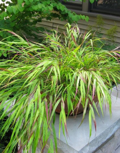 Hakonechloa macra ´Beni Kaze´