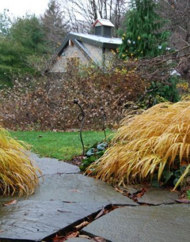 Hakonechloa macra ´Beni Kaze´