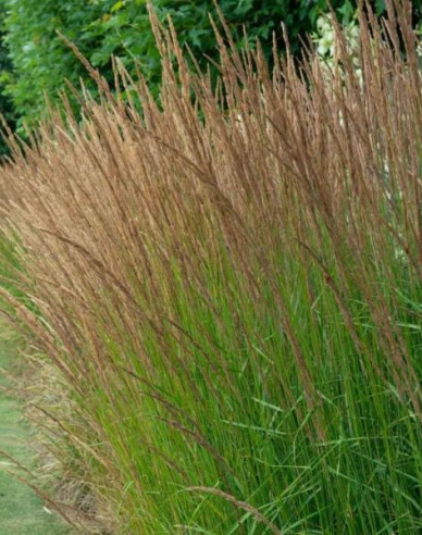 Molinia ´Moorflamme´