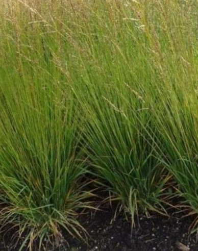Molinia ´Moorflamme´