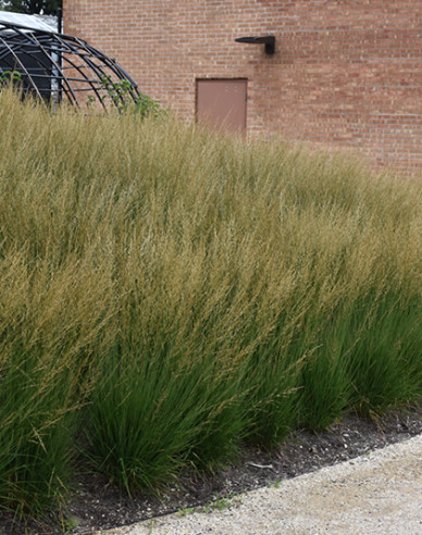 Molinia ´Moorflamme´