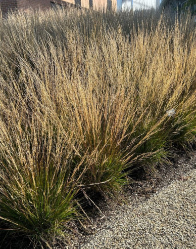 Molinia ´Moorflamme´