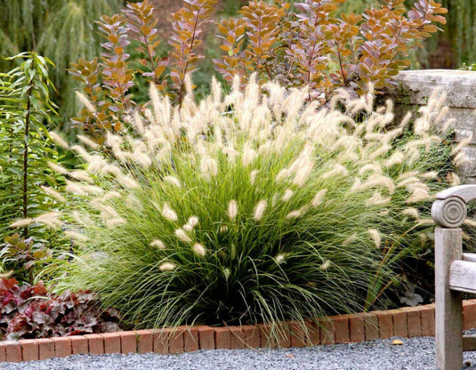 Pennisetum alopecuroides ´Casian´