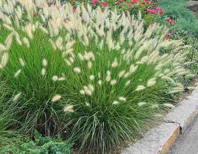 Pennisetum alopecuroides ´Casian´