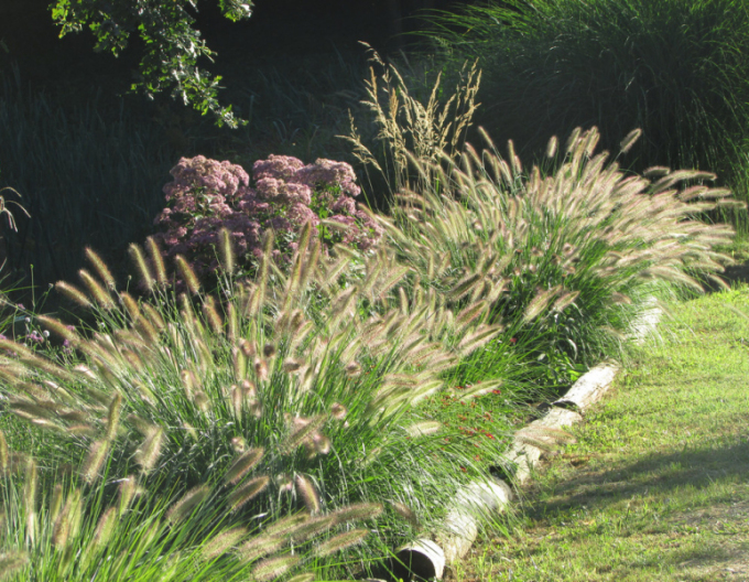 Pennisetum alopecuroides ´Casian´