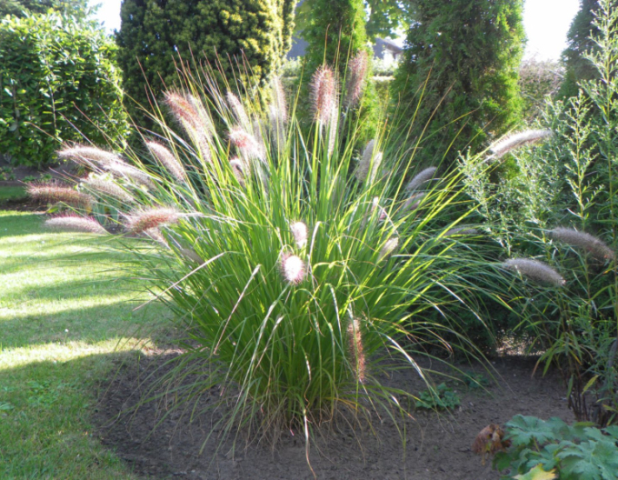 Pennisetum alopecuroides ´Casian´