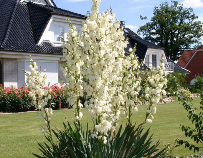 Yucca fibros