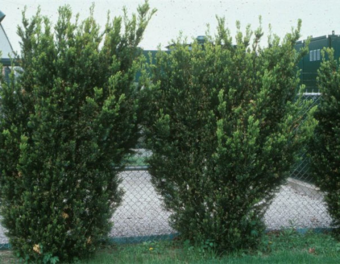 Tisa Taxus-baccata