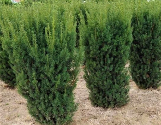 Tisa Taxus-baccata