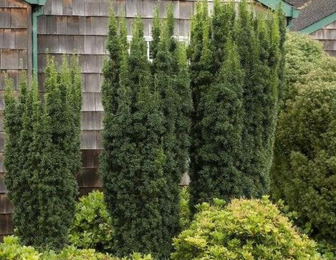 Tisa Taxus-baccata