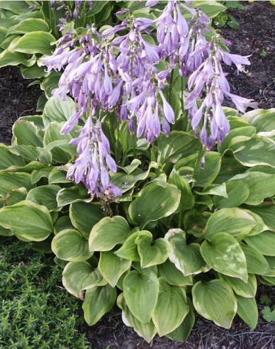 Hosta-crin de toamnă
