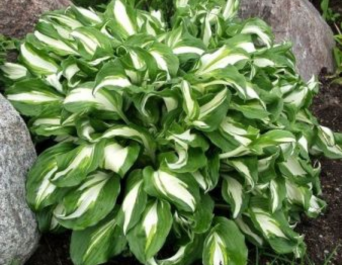 Hosta-crin de toamnă