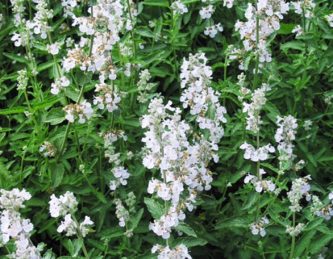 Casă de grădină ´Alba´