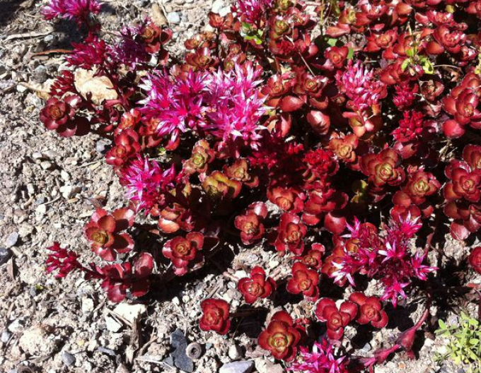 Stonecrop Coccineus
