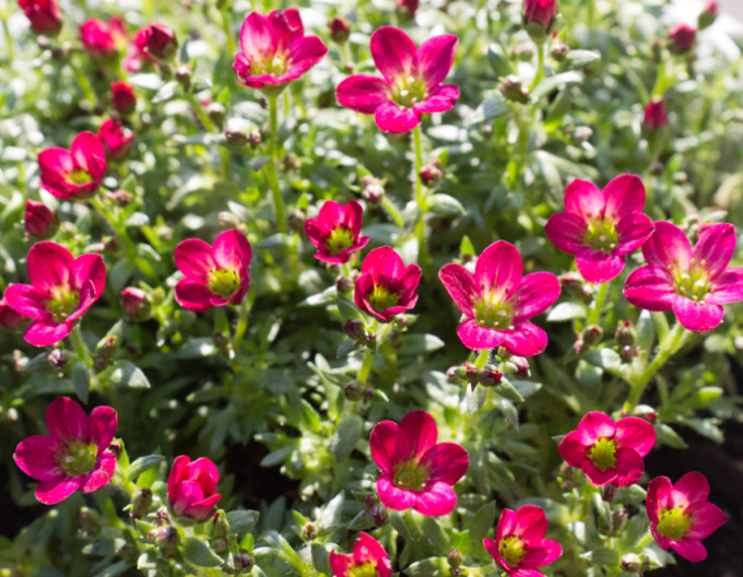 Saxifraga roșie