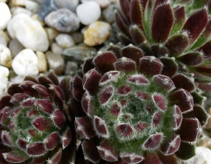 Iarbă de piatră (Sempervivum Ordensstern)