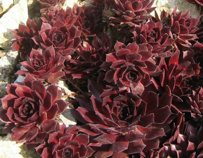 Iarbă de piatră (Sempervivum Lipari)