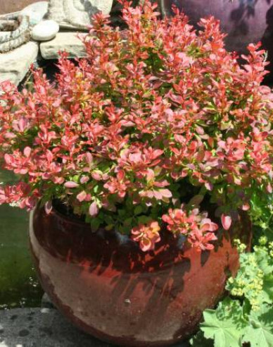 Berberis thunbergii ´Admirațion´