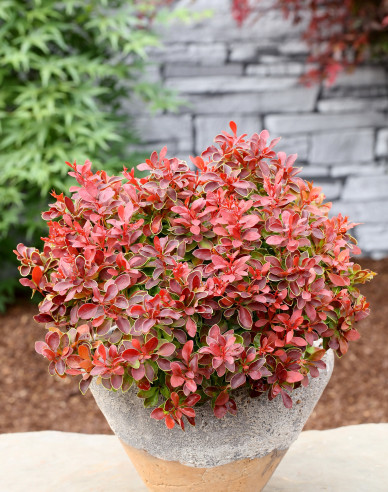 Berberis thunbergii ´Admirațion´
