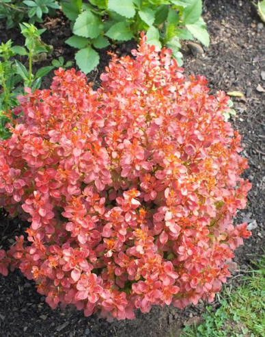 Berberis thunbergii ´Admirațion´
