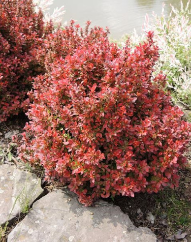 Berberis thunbergii ´Admirațion´