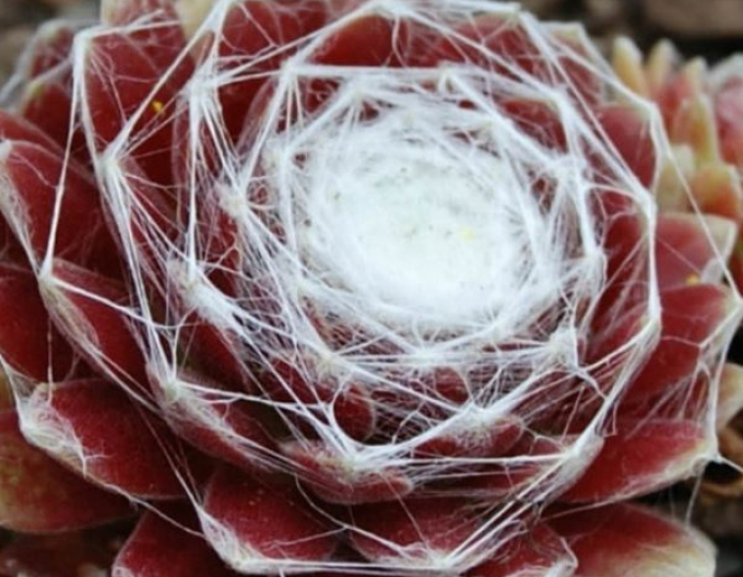 Iarbă de stâncă (Sempervivum arachnoideum)