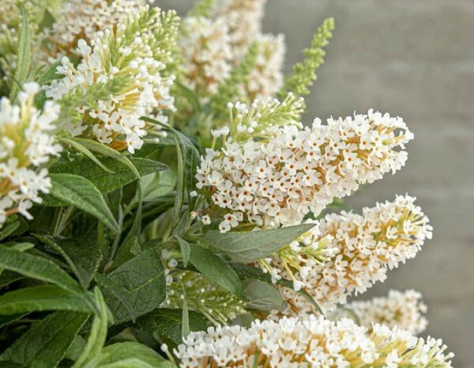 Buddleja davidii Little White pitică